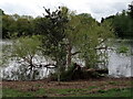 View of trees in the lake in Parsloes Park