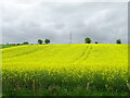 NO5457 : Oilseed rape crop west of Netherton by JThomas