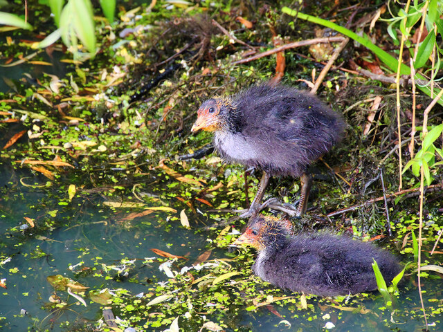 Juvenile Coots on the Manchester, Bolton and Bury Canal at Radcliffe