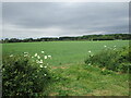 Wheat field near Raddle Farm