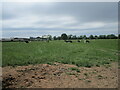 SK2213 : Cattle grazing near Brook House Farm by Jonathan Thacker