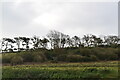 Trees on skyline