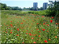 Poppies at South Mere