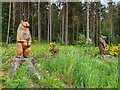 NH4557 : There are bears in the forest by Graham Hogg