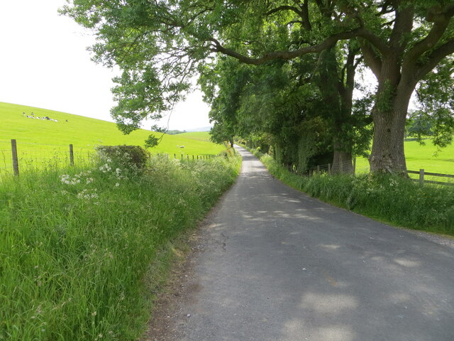 Fence and tree-lined minor road on the flank of Hawber Hill
