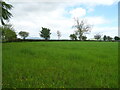 Grassland near Logie Pert