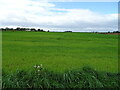 NO6762 : Ceeral crop near Glen of Craigo by JThomas