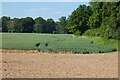 Farmland, Ludgershall