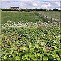 View over beech hedge