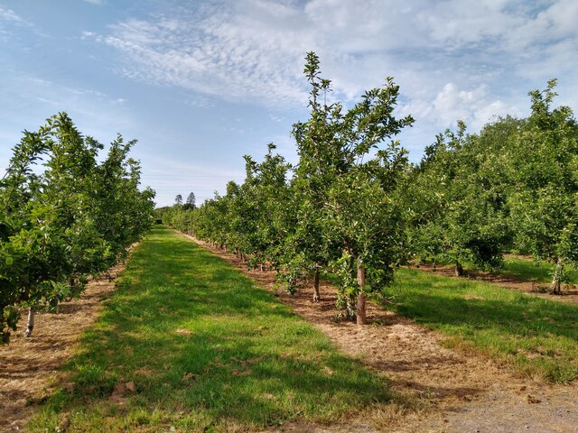 Orchard in Sandford