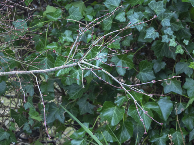 Acer palmatum 'Ariadne', 1