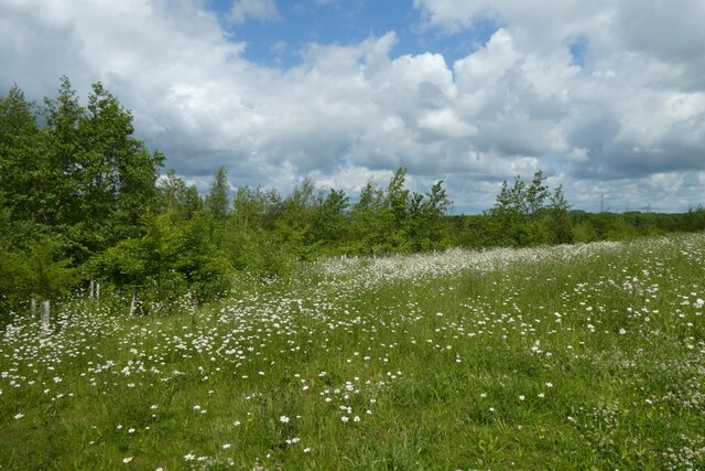 Plantation On Kimberlow Hill Ds Pugh Cc By Sa Geograph Britain