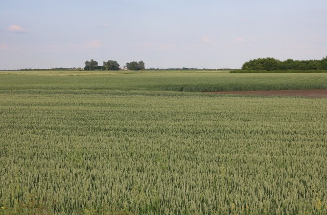 Crop field by Chatteris Road