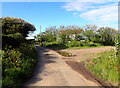 Road towards Treleaver Farm, Coverack