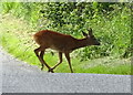 Deer on the road, Glencarse