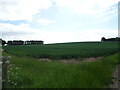 Cereal crop near Mains of Errol