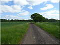 Track to Mains of Megginch