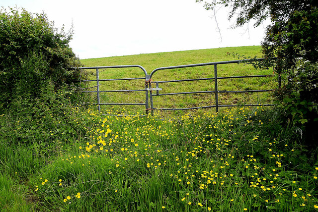 Buttercups and grass verge, Mullaghmore