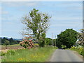 NS9066 : Roadside trees near Torrance Farm by M J Richardson