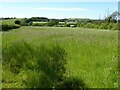 Field near Penrhiwgoch