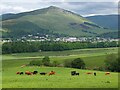 NT3334 : Cows grazing at Traquair by Jim Barton