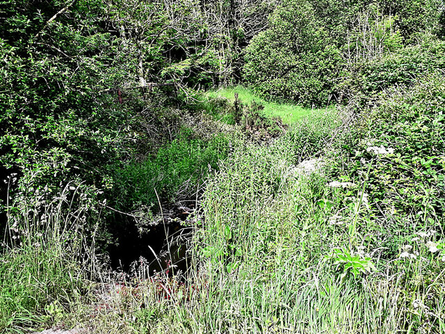 Overgrown Stream © Kevin Higgins Cc-by-sa/2.0 :: Geograph Ireland