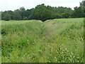 Overgrown dry Ditch