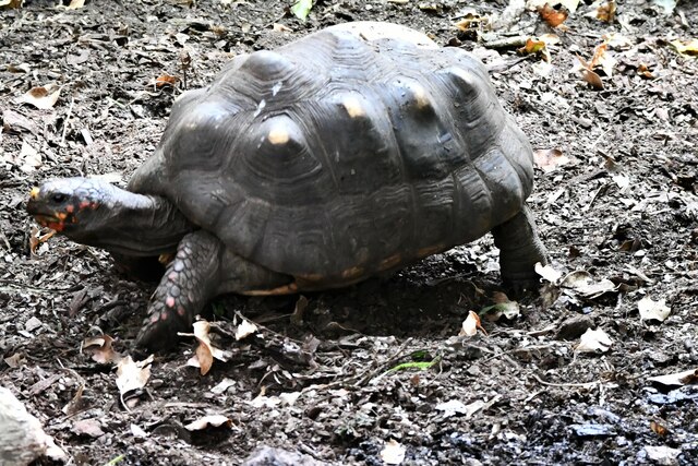 Paignton Zoo: Red-footed tortoise 'Chelonoidis carbonaria'; extinct in the wild