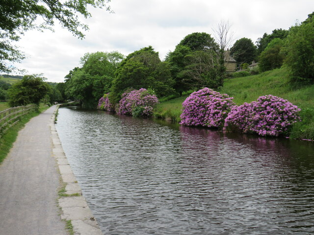 Rhododendrons on the canalside near Linthwaite