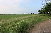 TL4387 : Field by Byall Fen Farm, Horseway by David Howard