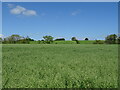 Cereal crop towards the Dundee to Perth railway