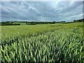 Fields of wheat