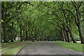 Drive between avenue of trees in Victoria Park