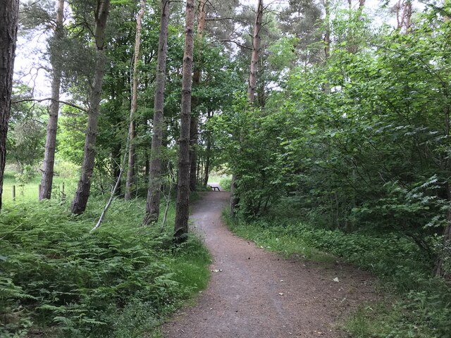 Path in Milkwellburn Wood
