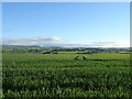 Crop field towards North Powrie