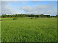 Grassland towards Kellas Wood