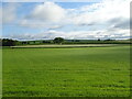 Crop field, Gagie Smallholdings