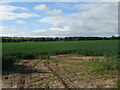 Cereal crop near Bonnyton