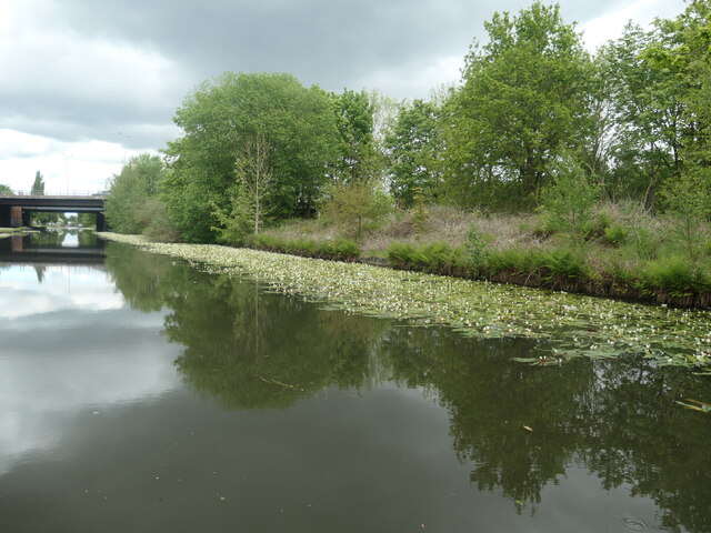 White waterlilies on the Bridgewater canal