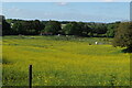 Buttercups and paddocks looking towards Cow Lane