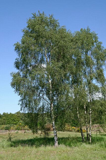 Birch Trees On Highgate Common In © Roger Kidd Cc-by-sa 2.0 