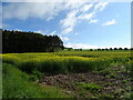 Oilseed rape crop near Fothringham Hill House