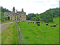 Woodchester Mansion and cattle