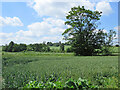 Across the valley to Glemsford Church