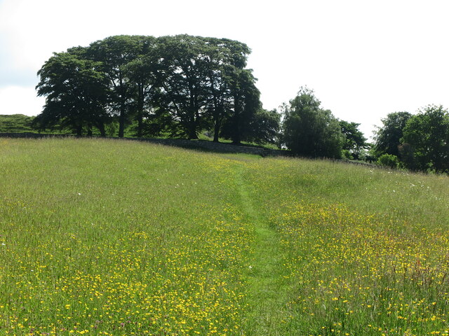 Wildflower Meadow, Harbottle Castle