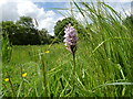 TG2431 : Southern Marsh Orchid by David Pashley
