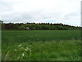 Cereal crop towards Montreathmont Forest