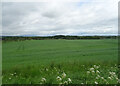 Cereal crop near Little Carcary