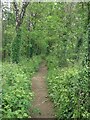 Permissive path in woodland by A48 underpass, Bridgend