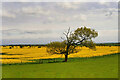 Lone Tree in Farmland near to Widdrington Station